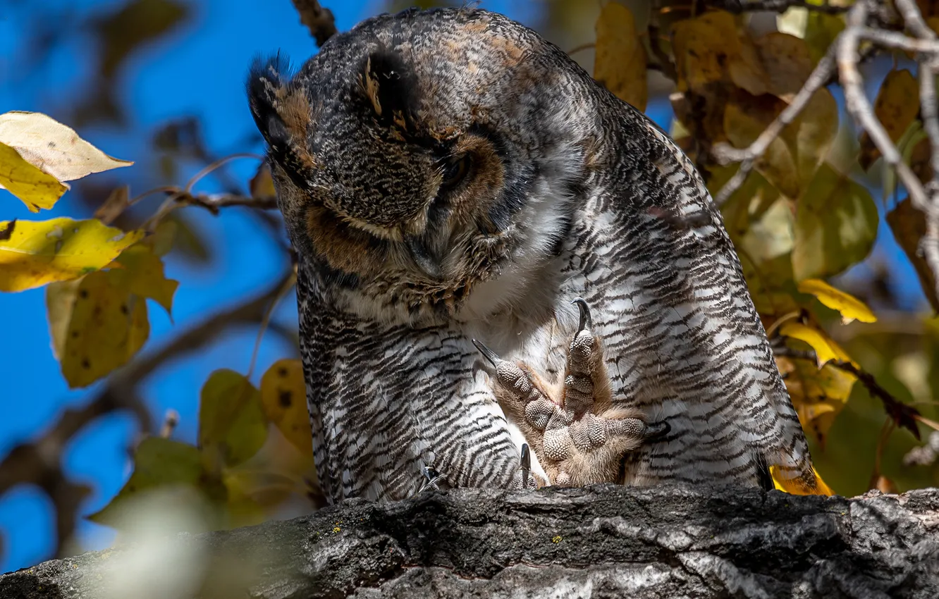 Photo wallpaper autumn, leaves, light, branches, pose, blue, tree, owl