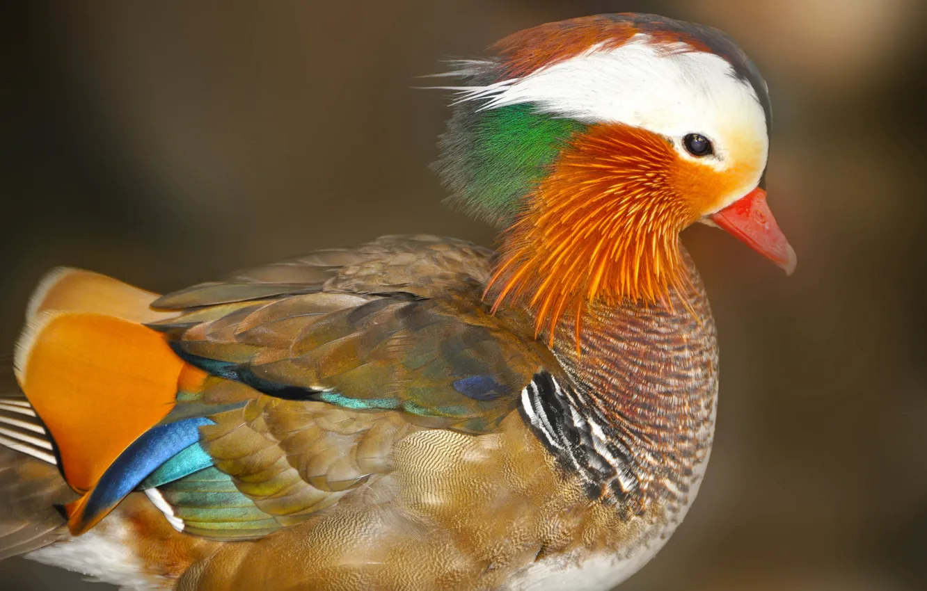 Photo wallpaper bird, duck, tangerine