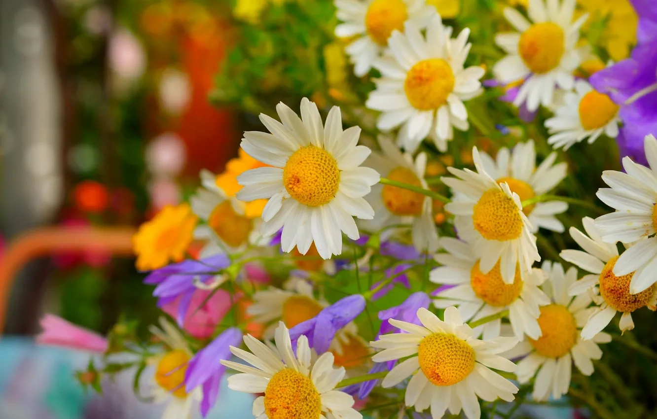 Photo wallpaper Spring, Chamomile, Flowers