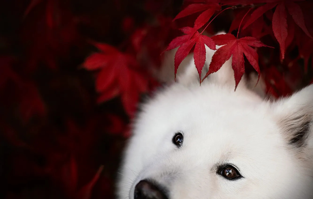 Photo wallpaper autumn, white, look, leaves, red, nature, portrait, dog