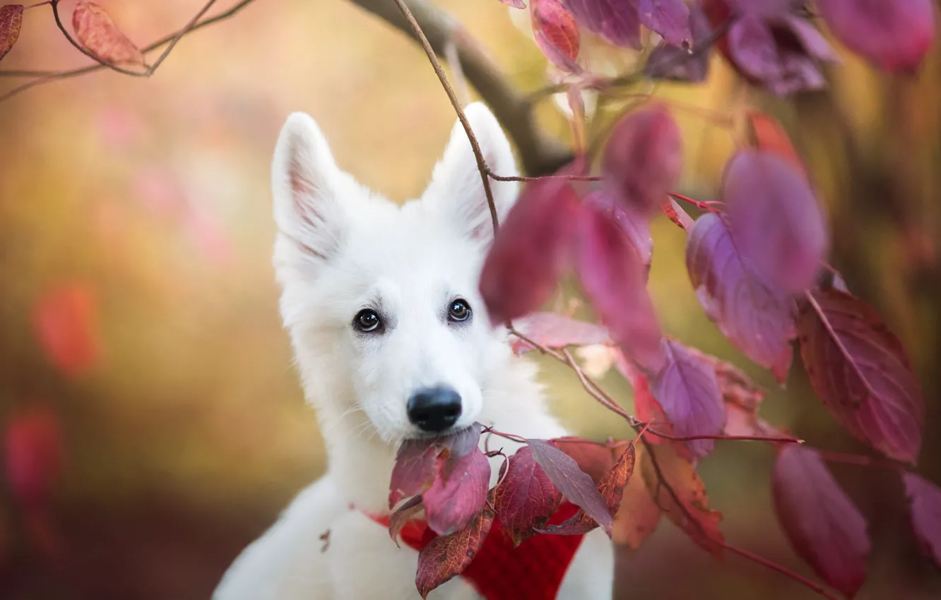Photo wallpaper autumn, look, leaves, branches, dog, puppy, white, face