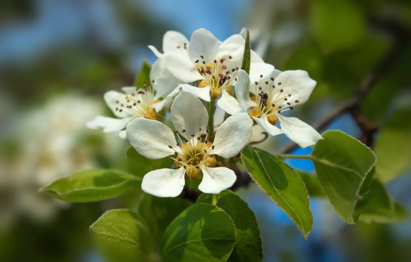 Photo wallpaper trees, flowers, nature, Rostock, spring, awakening, Lenz