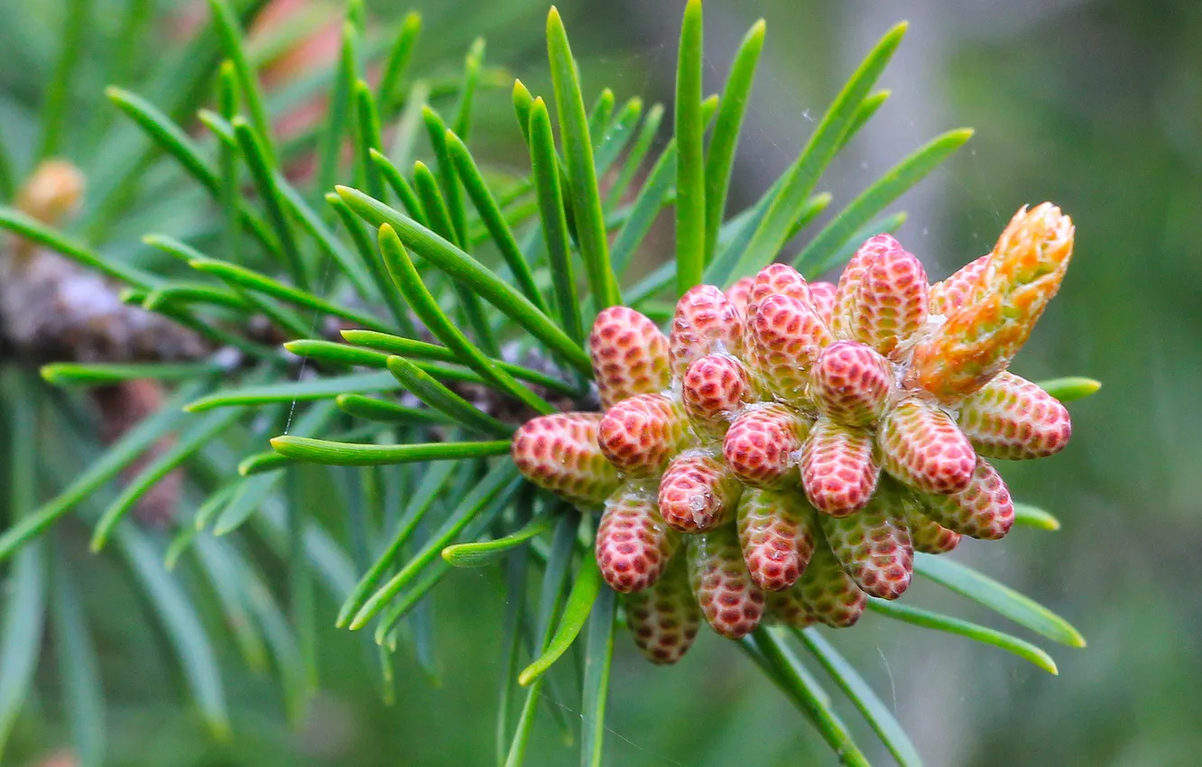 Photo wallpaper spring, pine, spruce, twig
