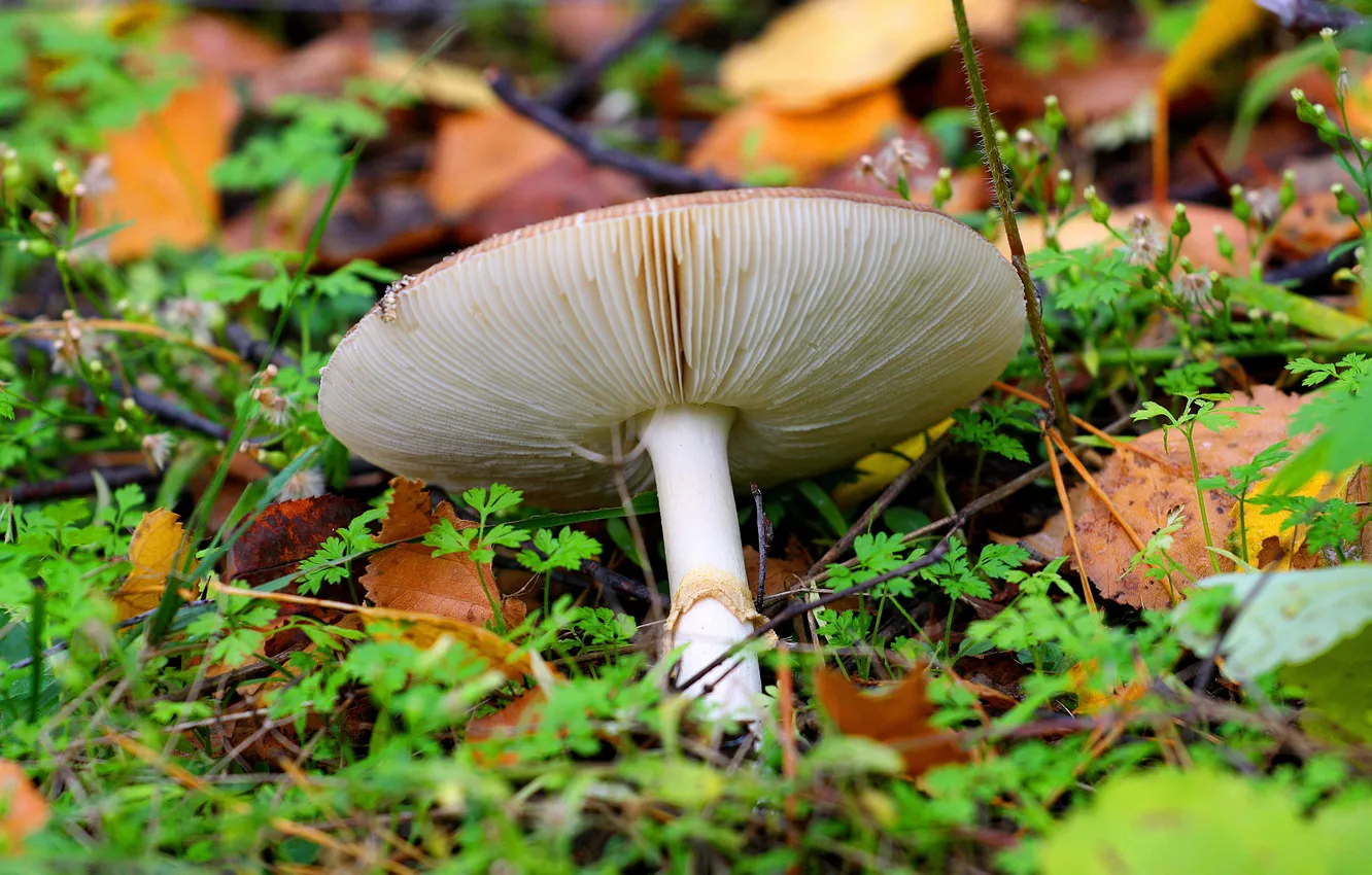 Photo wallpaper macro, nature, mushrooms, grass.