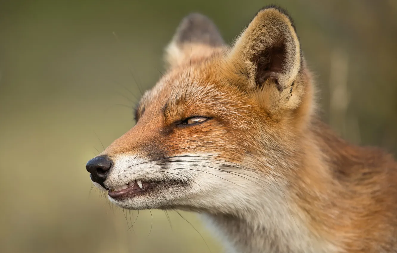 Photo wallpaper nature, background, Fox