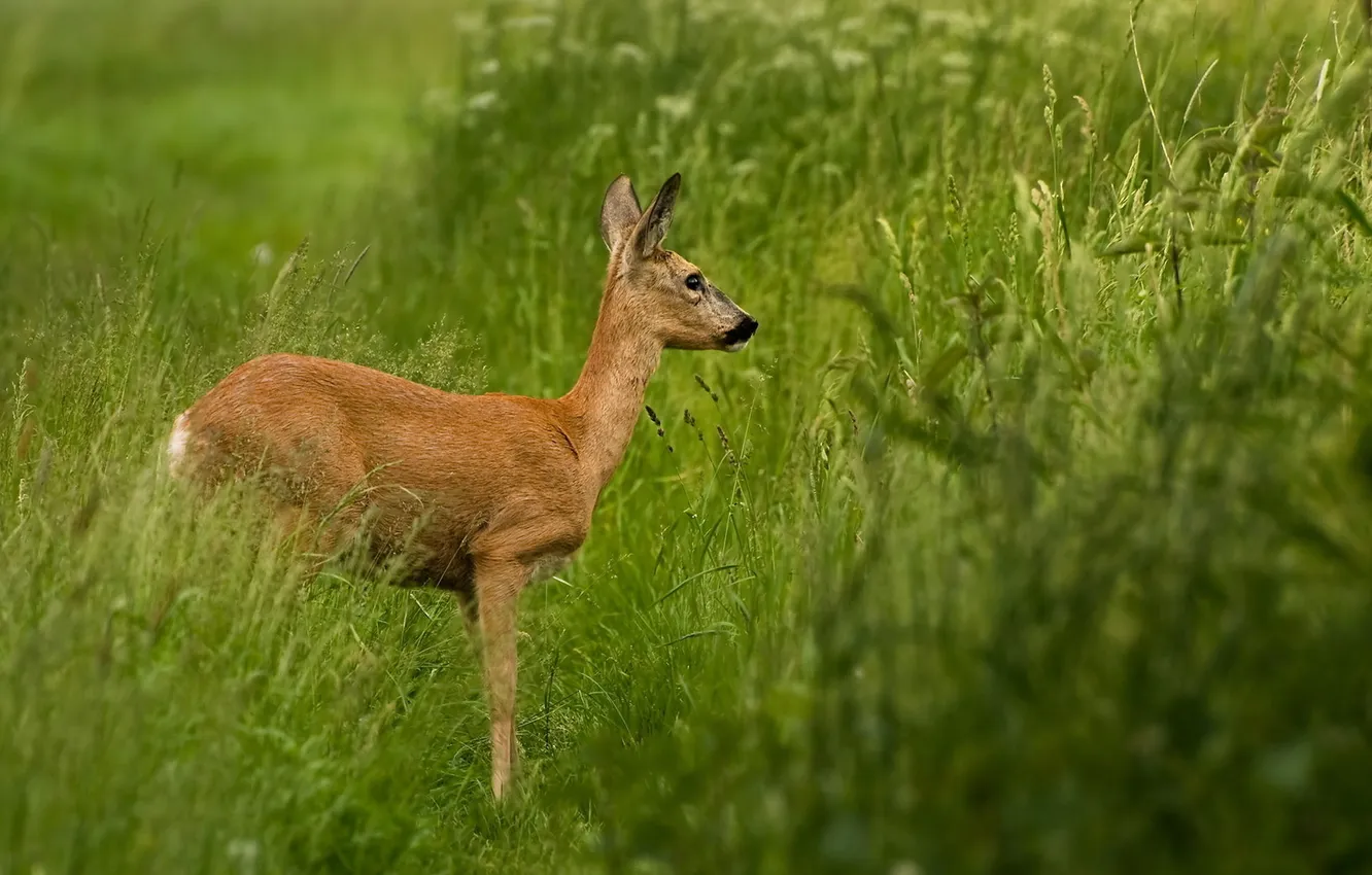 Photo wallpaper grass, deer, fawn