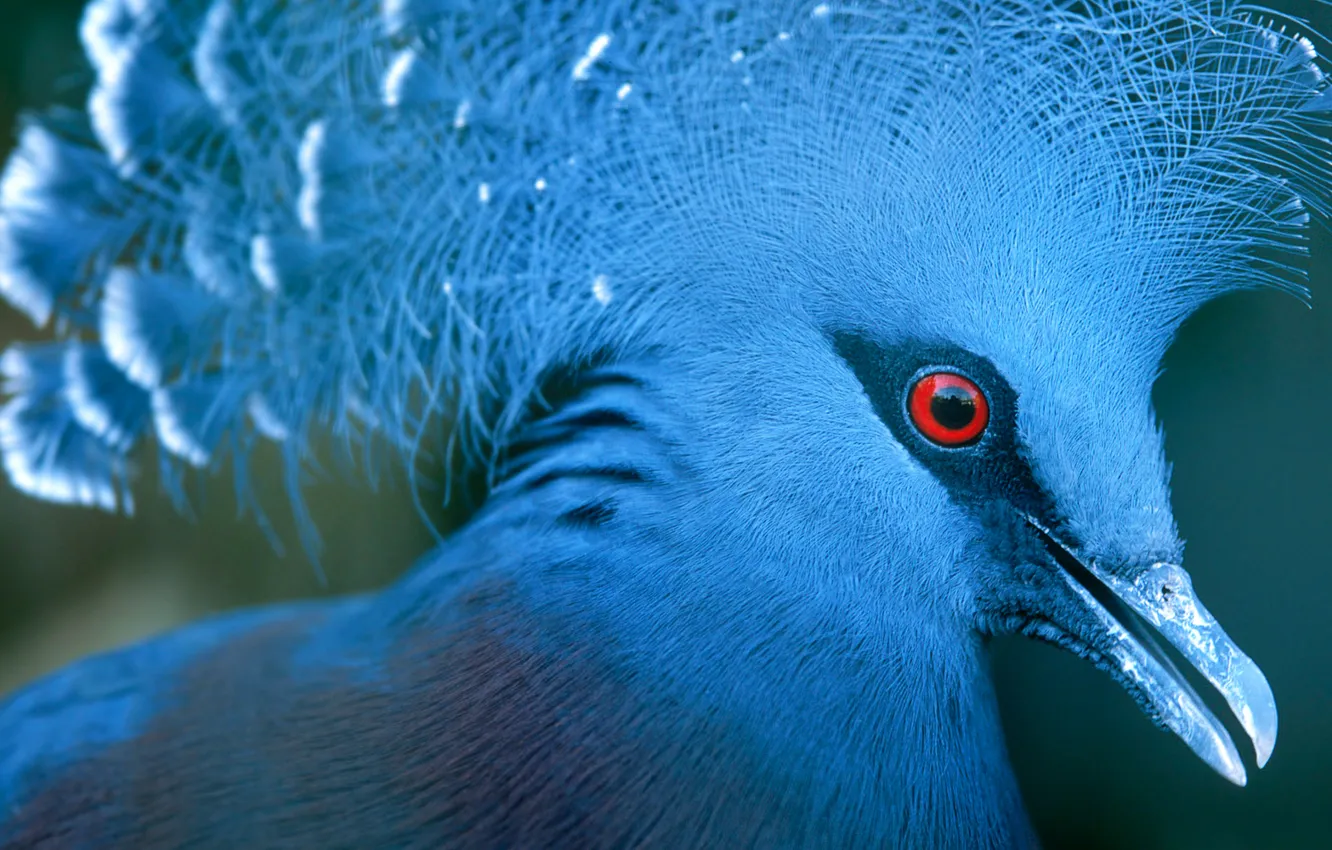 Photo wallpaper eyes, bird, color, feathers, beak