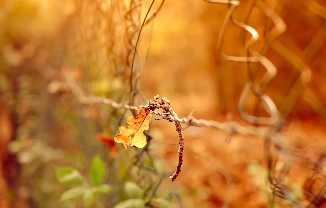 Photo wallpaper leaves, macro, nature, the fence