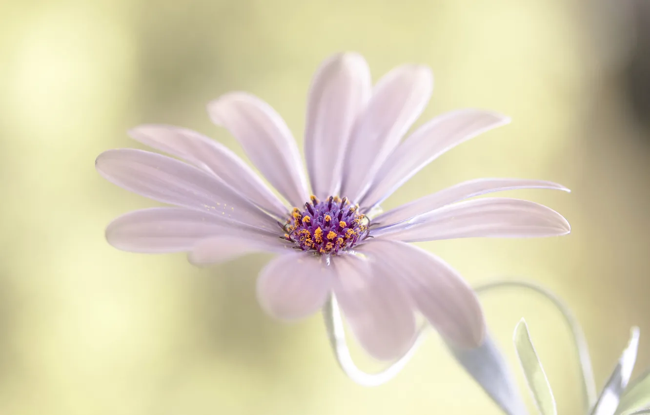 Photo wallpaper flower, paint, petals, stem