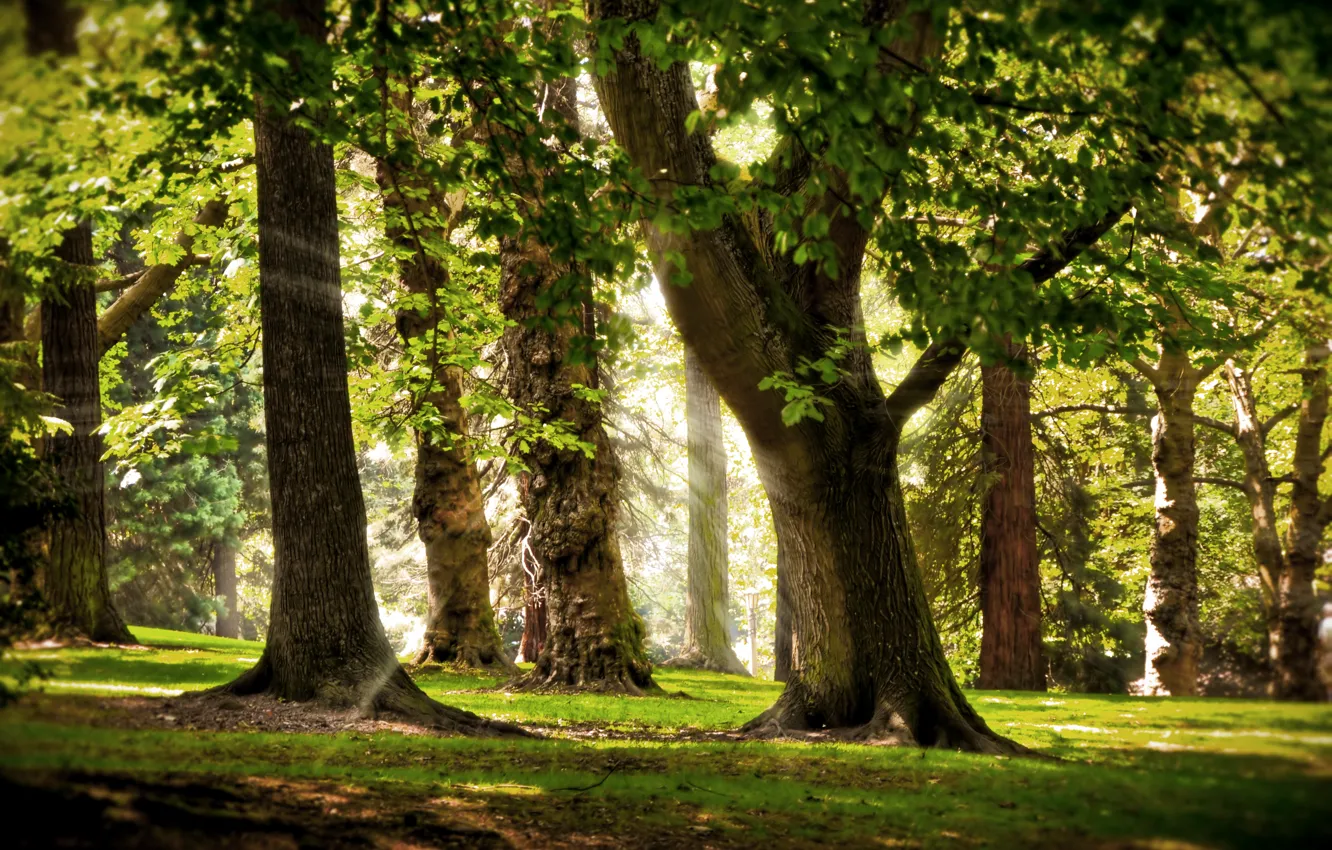 Photo wallpaper grass, the sun, rays, trees, branches, morning