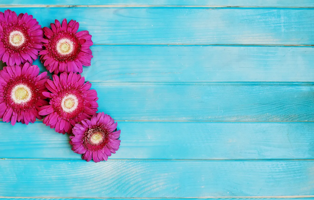 Photo wallpaper flowers, pink, gerbera, blue background