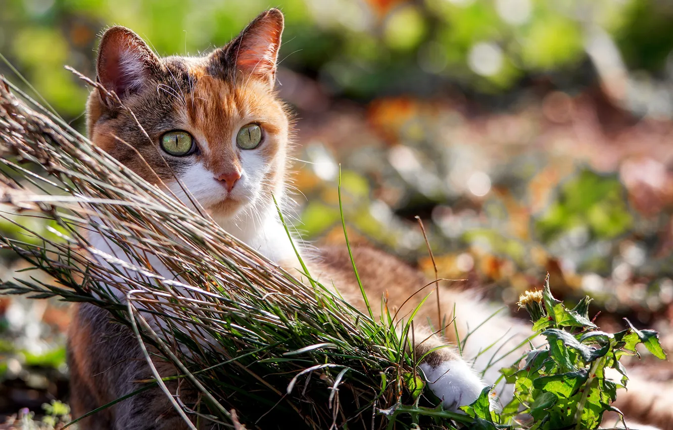 Photo wallpaper cat, summer, grass, eyes, look