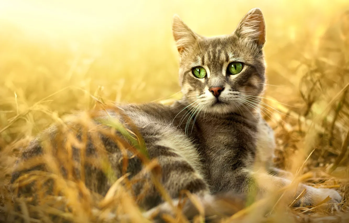 Photo wallpaper cat, grass, cat, look, light, nature, pose, background