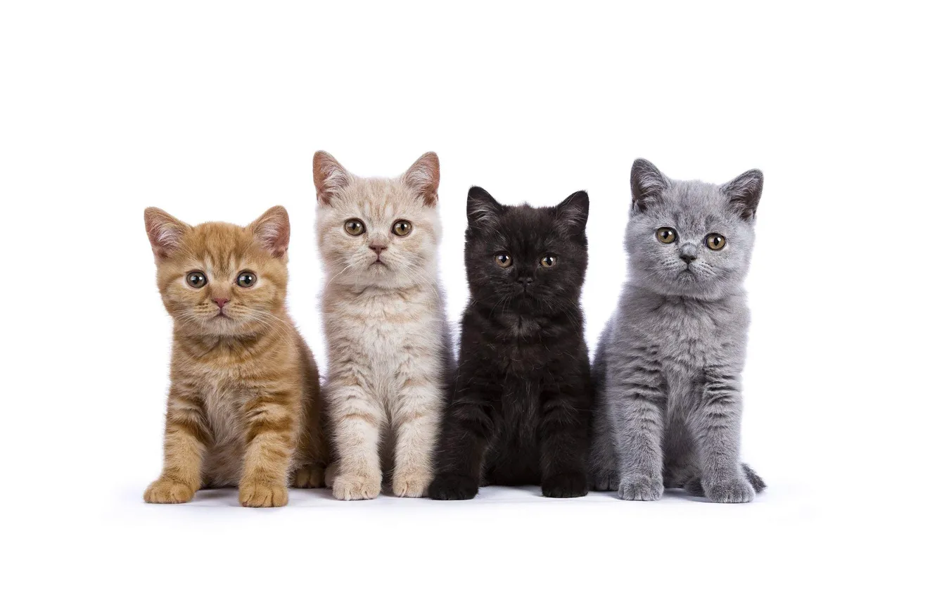 Photo wallpaper cat, white background, kitty, Quartet