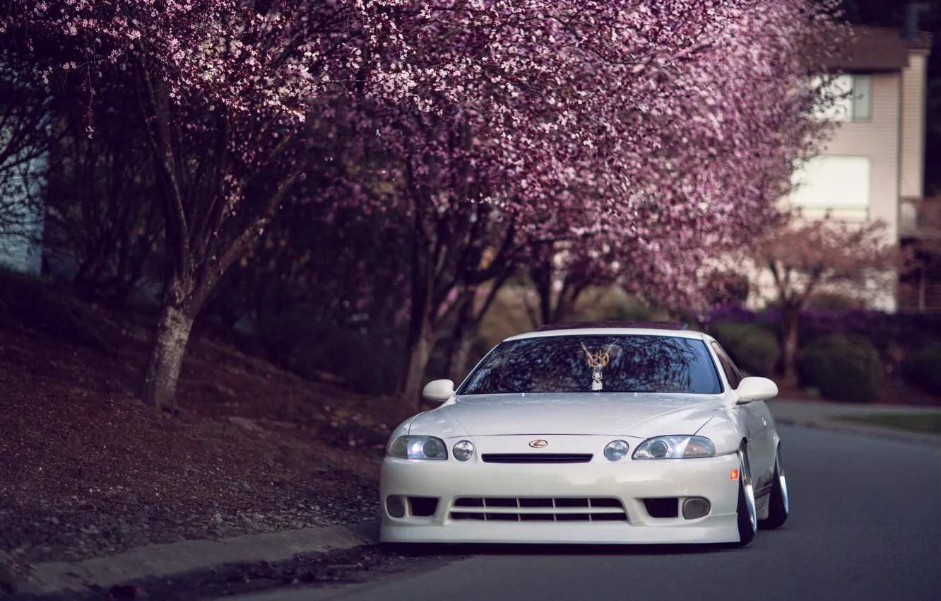 Photo wallpaper car, white, trees, street, Japan, Sakura, lexus, japan