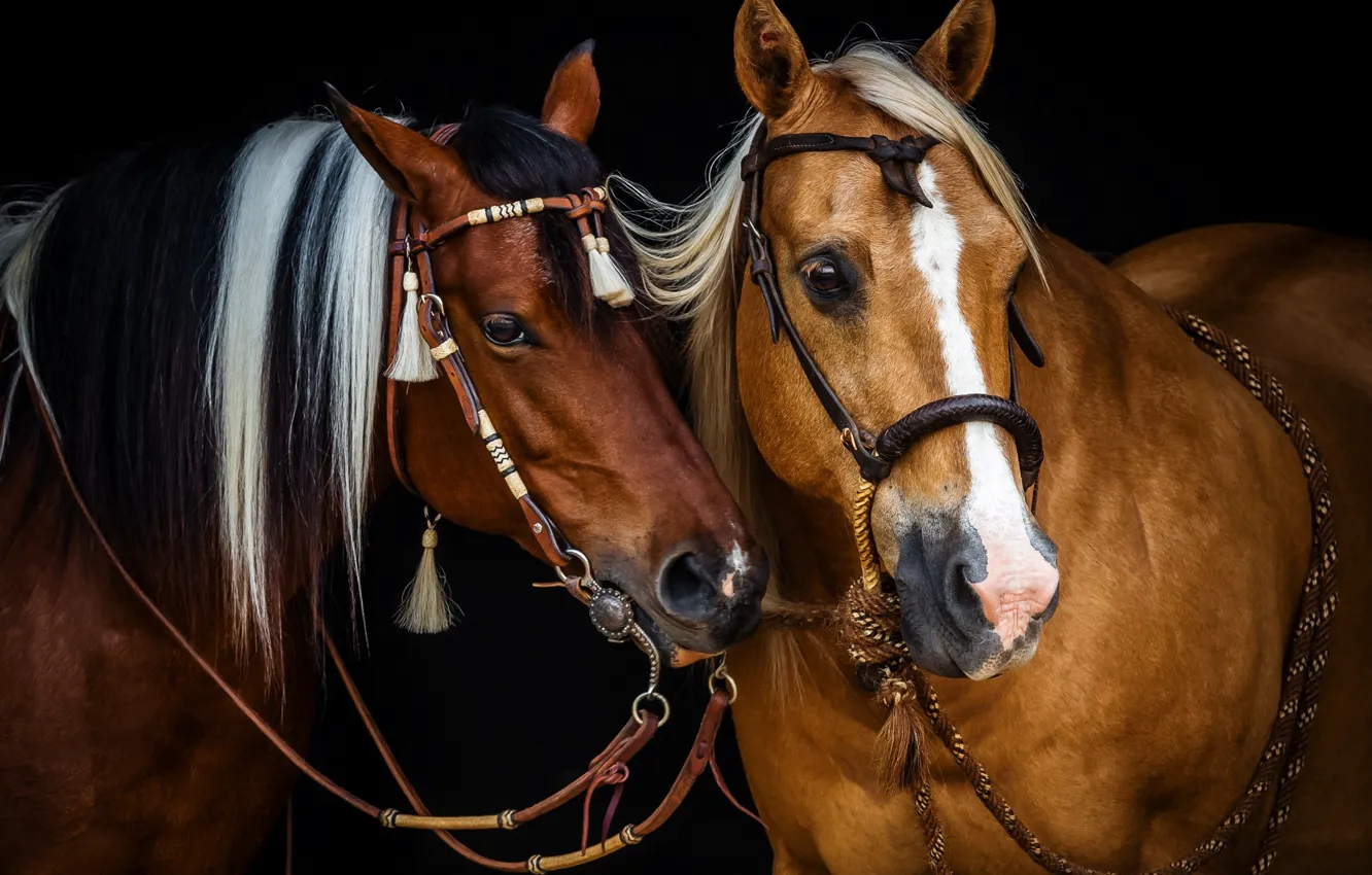 Photo wallpaper horses, horse, mane
