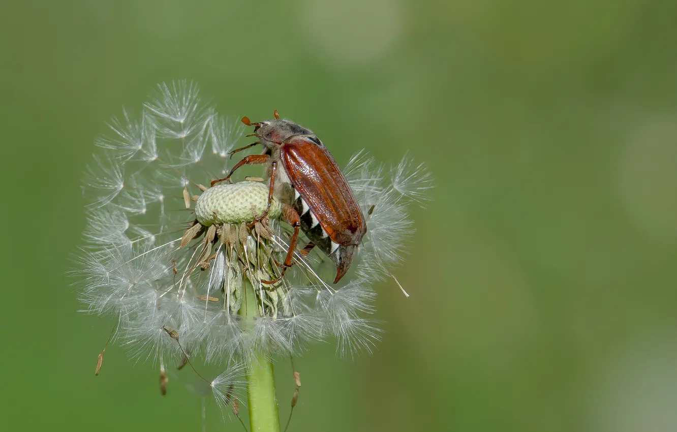 Photo wallpaper macro, nature, dandelion, insect, chafer