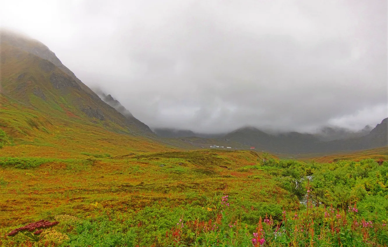 Photo wallpaper flowers, slope, mountains, the sky, grass, clouds