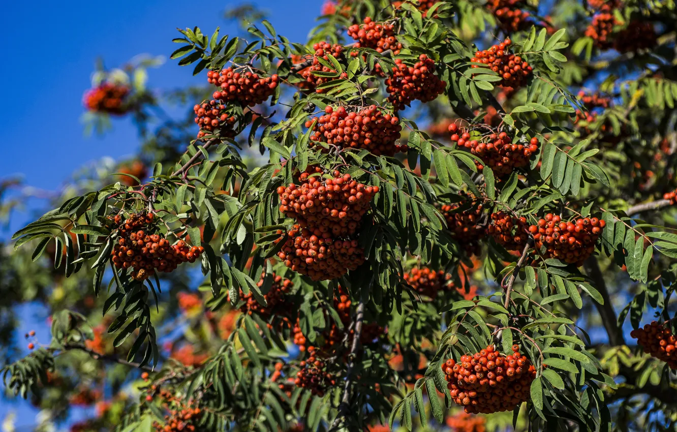 Photo wallpaper autumn, trees, nature, Rowan, bunches