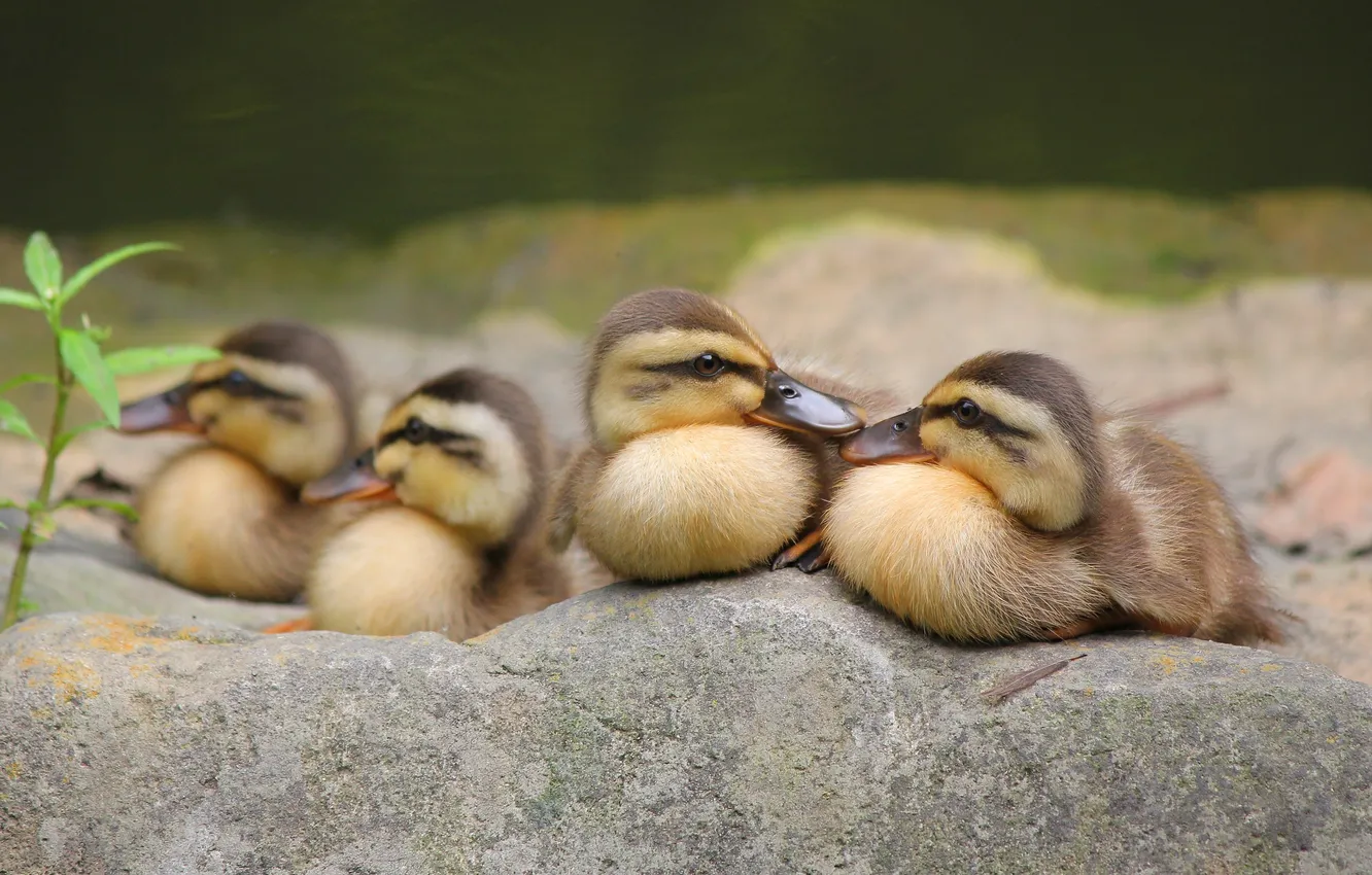 Photo wallpaper stones, bird, baby, duck, Chicks, brood, Berezhok