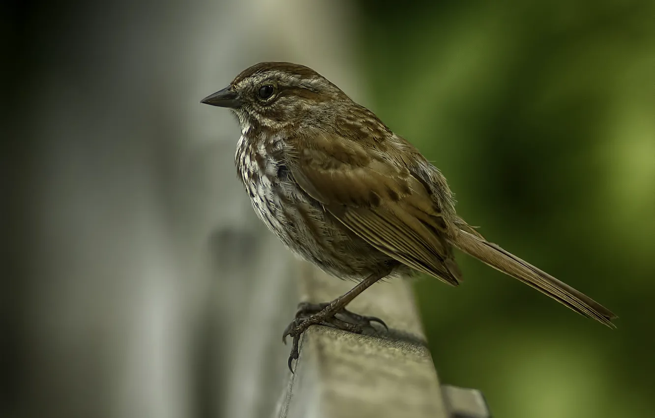 Photo wallpaper birds, Sparrow, bokeh
