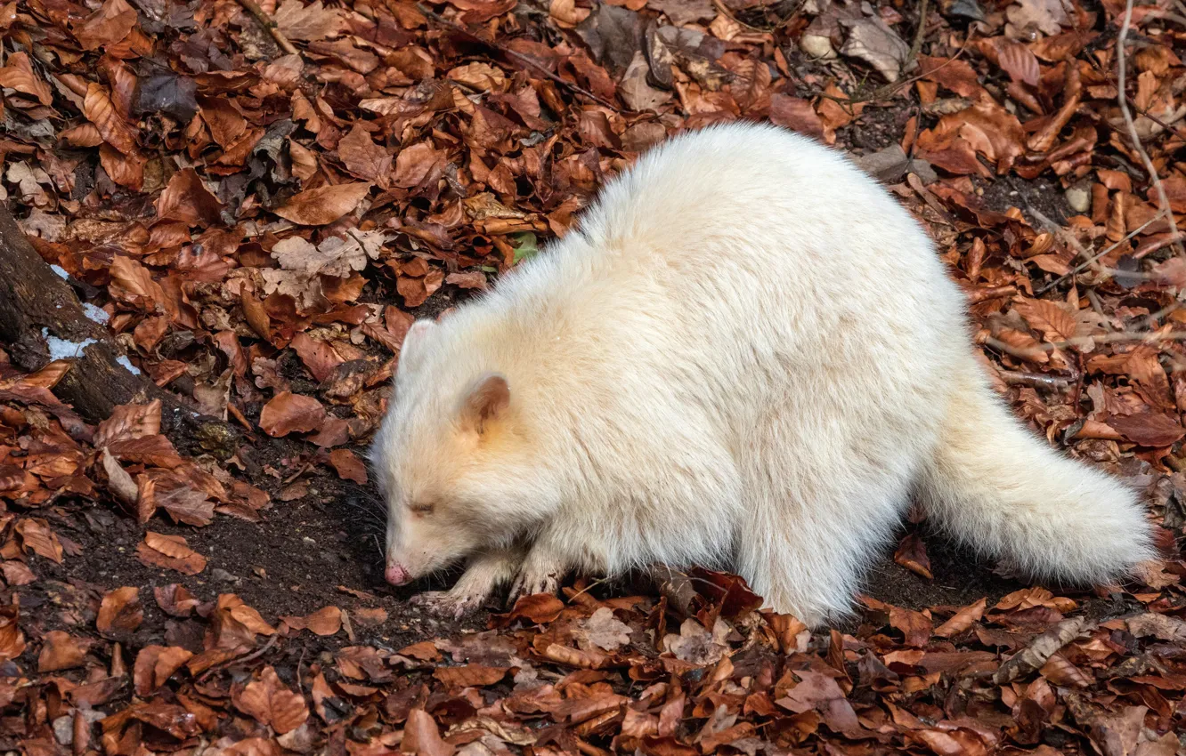 Photo wallpaper Albino, raccoon, autumn, marcel kessler, albino, autumn, Racoon