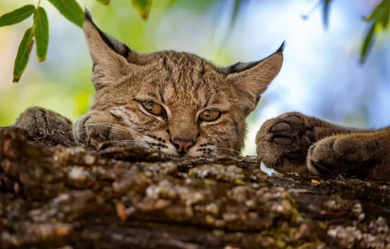 Photo wallpaper look, face, paws, lynx, wild cat