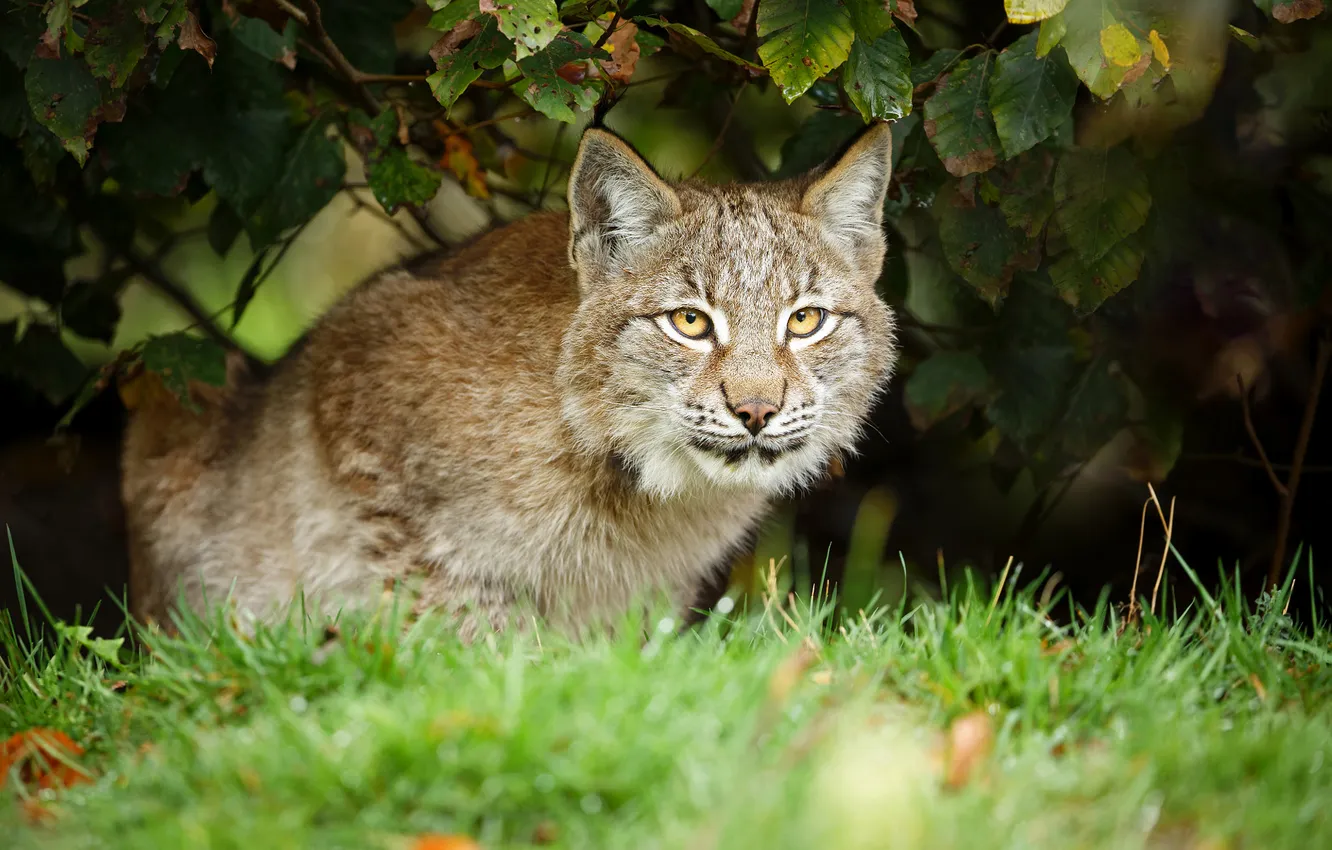 Photo wallpaper grass, look, lynx, face, the bushes