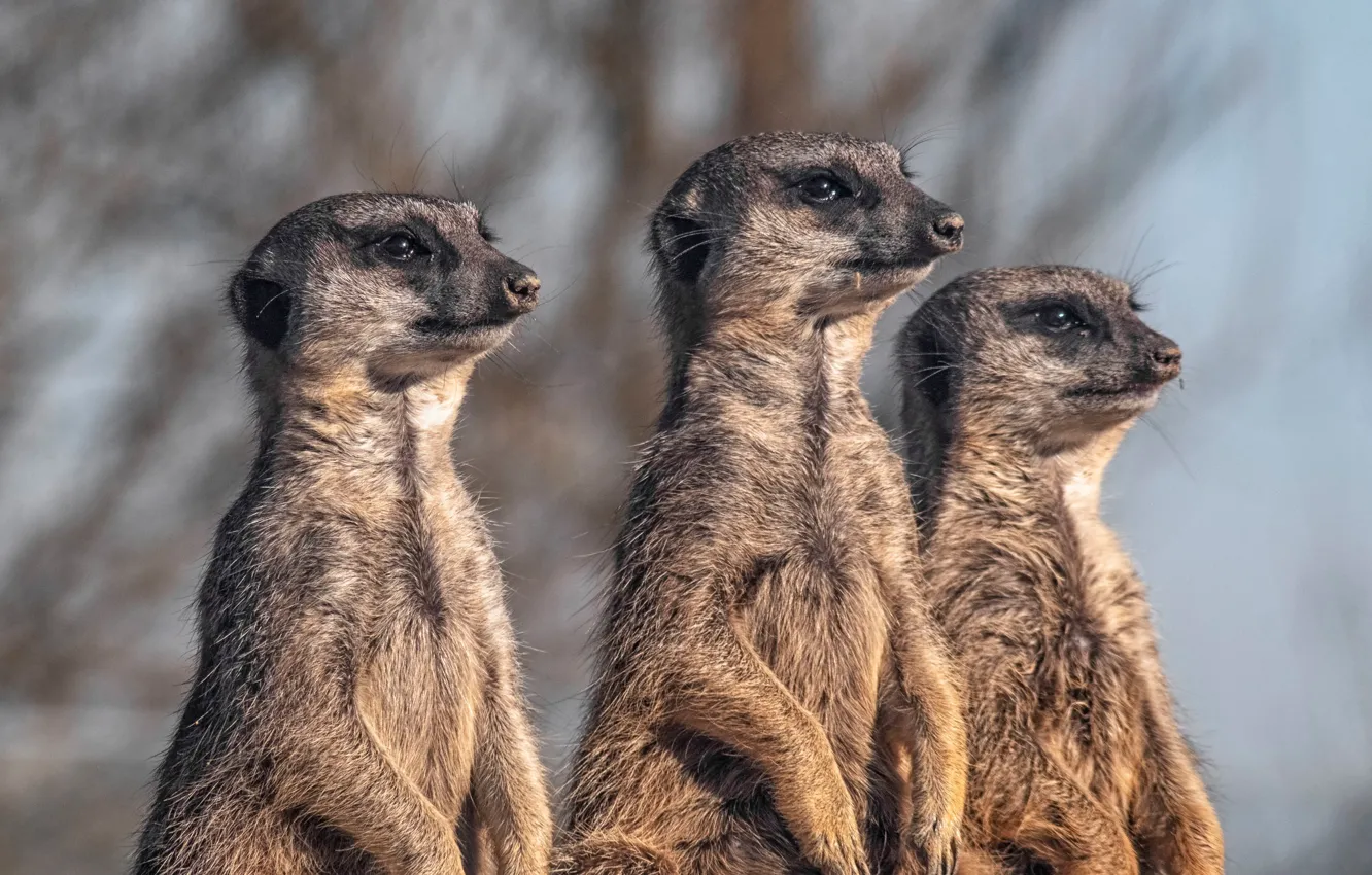 Photo wallpaper meerkats, trio, stand, Trinity