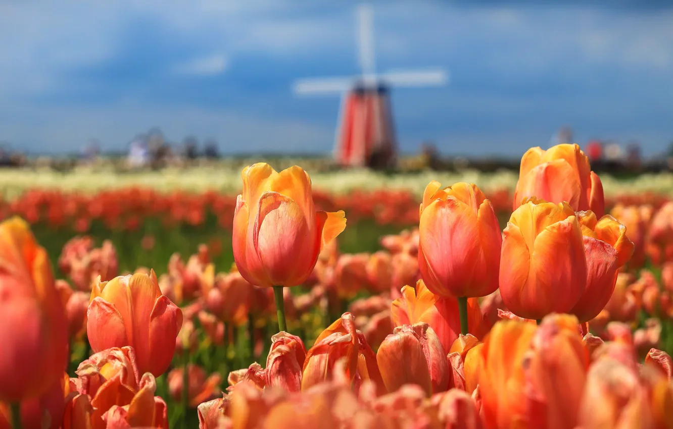 Photo wallpaper field, flowers, orange, mill, tulips, Netherlands, a lot, bokeh