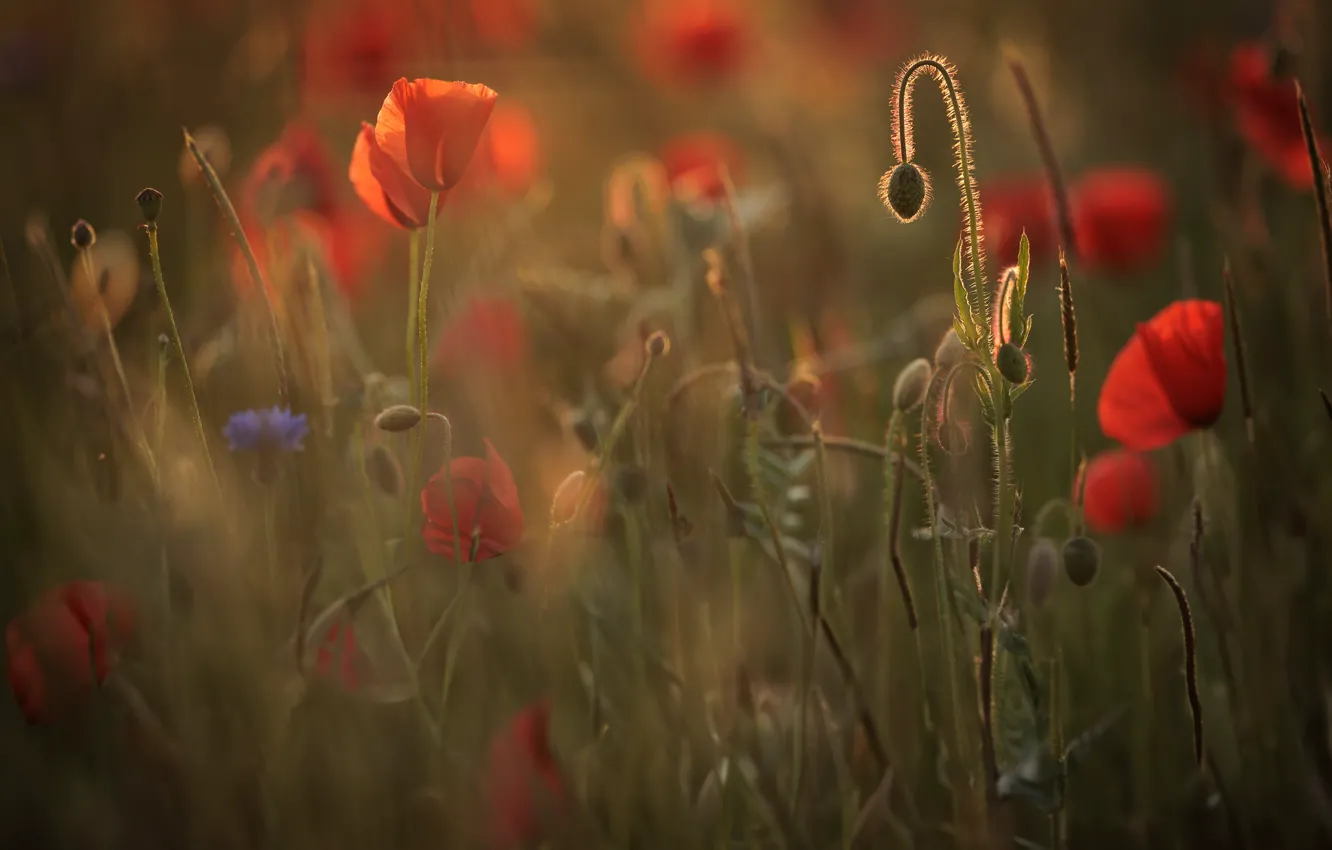 Photo wallpaper summer, flowers, red, nature, Maki