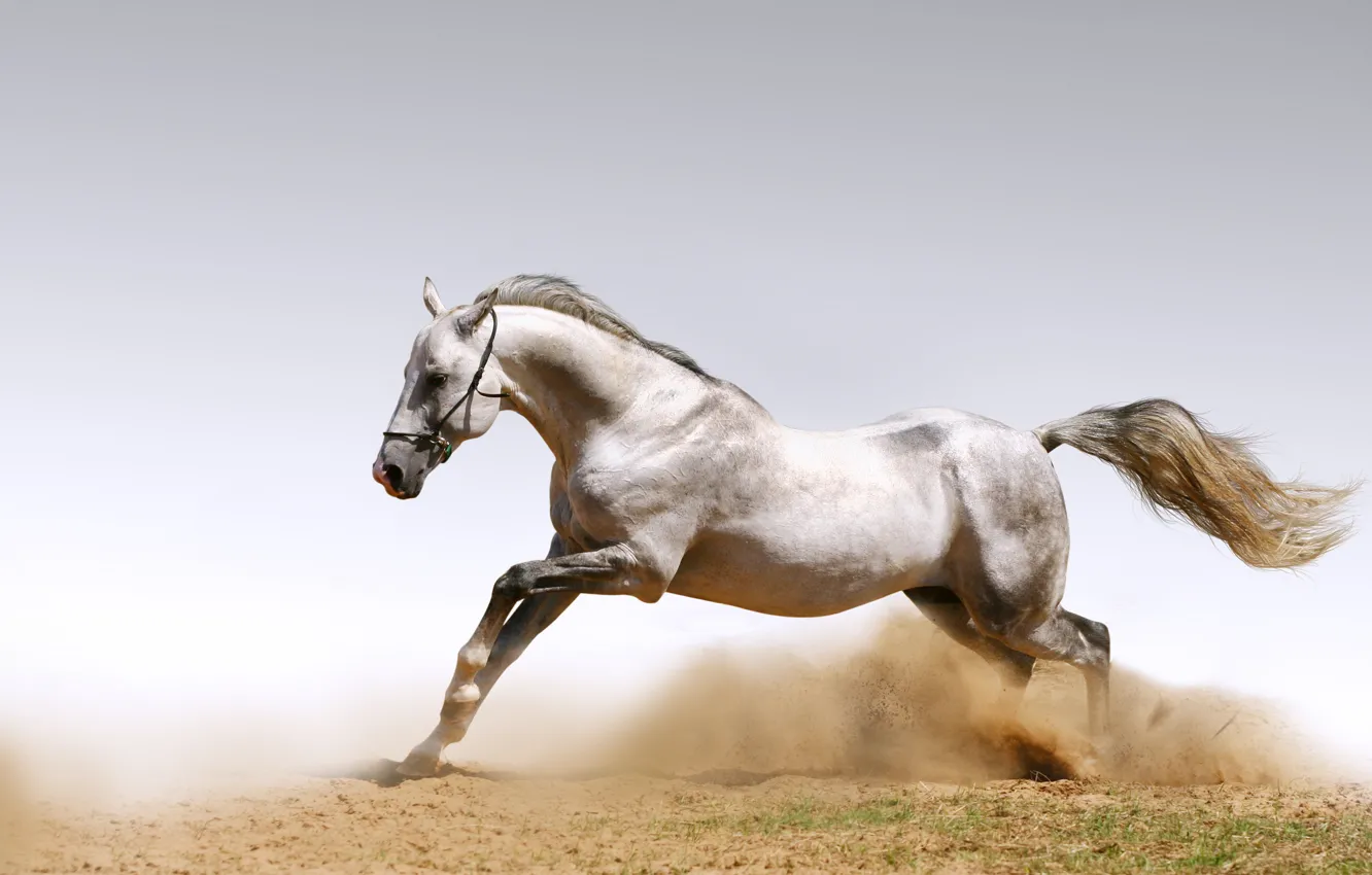Photo wallpaper sand, animal, horse, horse, dust, dust, horses
