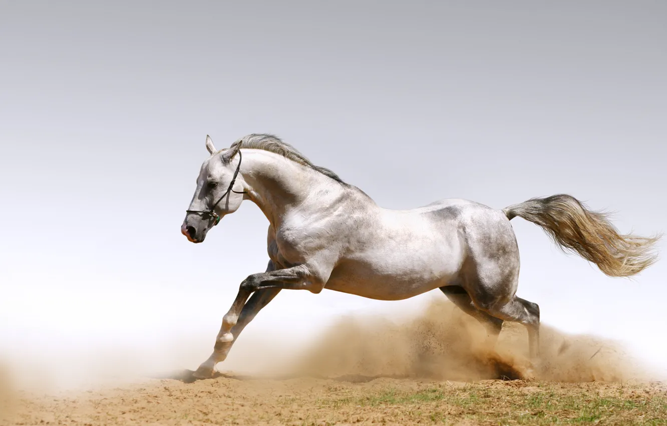 Photo wallpaper sand, animals, horses, dust, horse, dust, horses