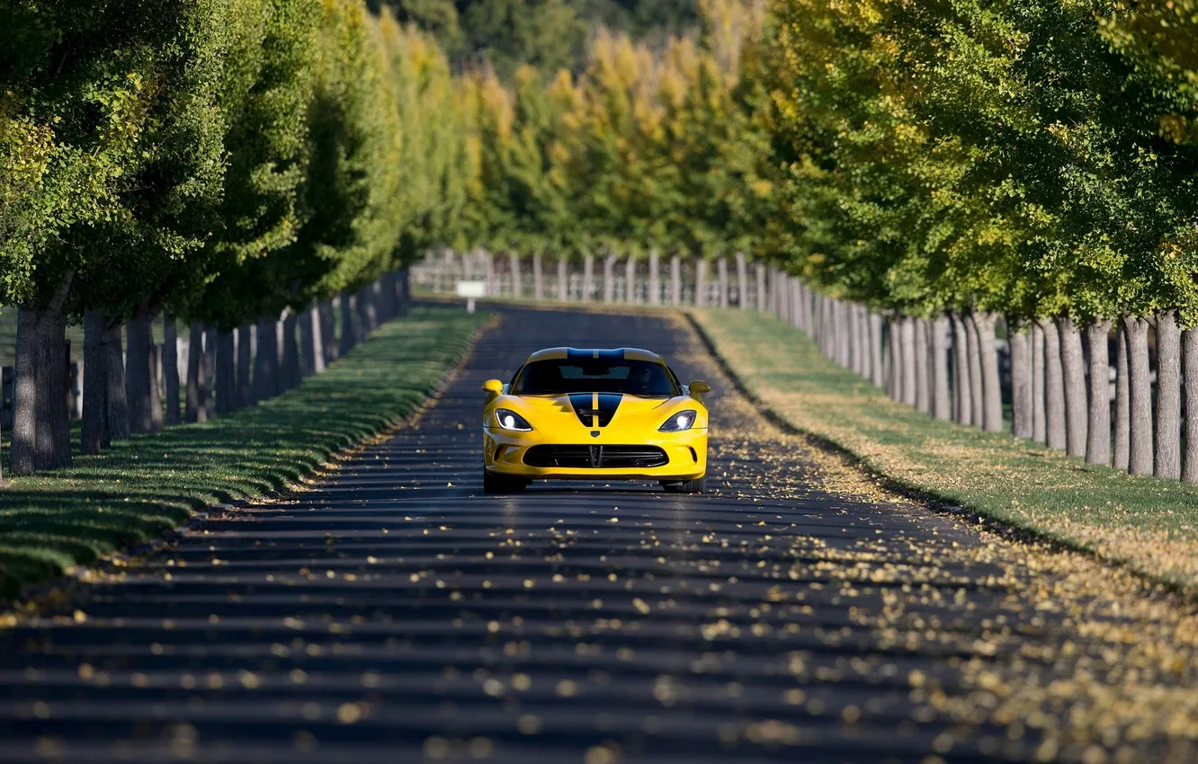 Photo wallpaper road, trees, yellow, day, Dodge, Viper, Dodge, SRT