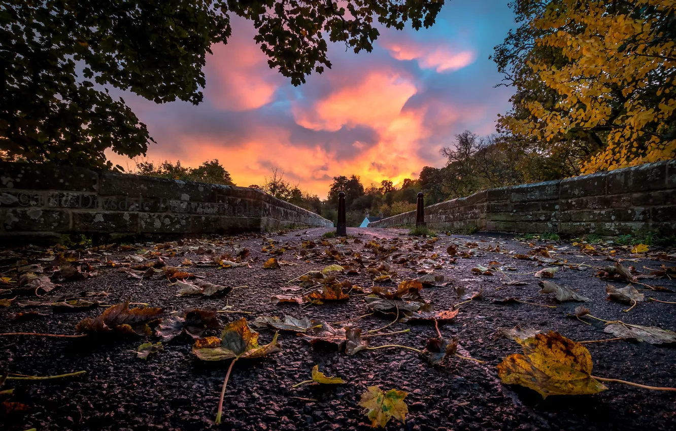 Photo wallpaper road, autumn, leaves