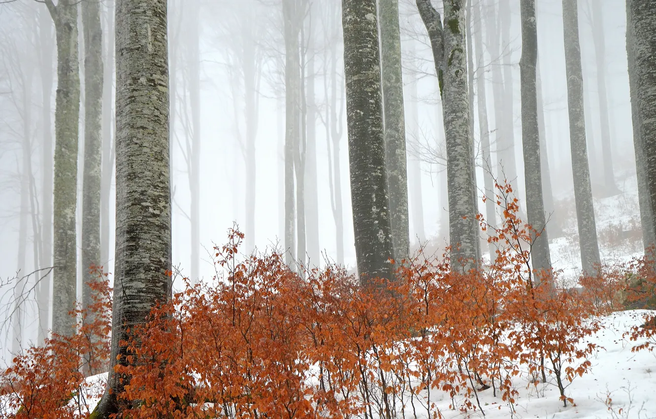 Photo wallpaper forest, trees, nature, fog