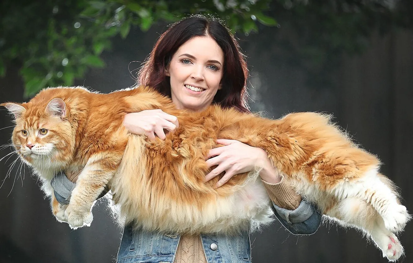 Photo wallpaper cat, animal, Big Maine Coon cat