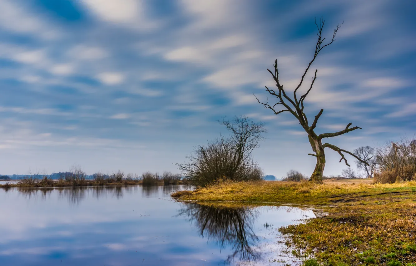 Photo wallpaper Podlasie, Bowing Tree, Sierbuczyn, Wizna