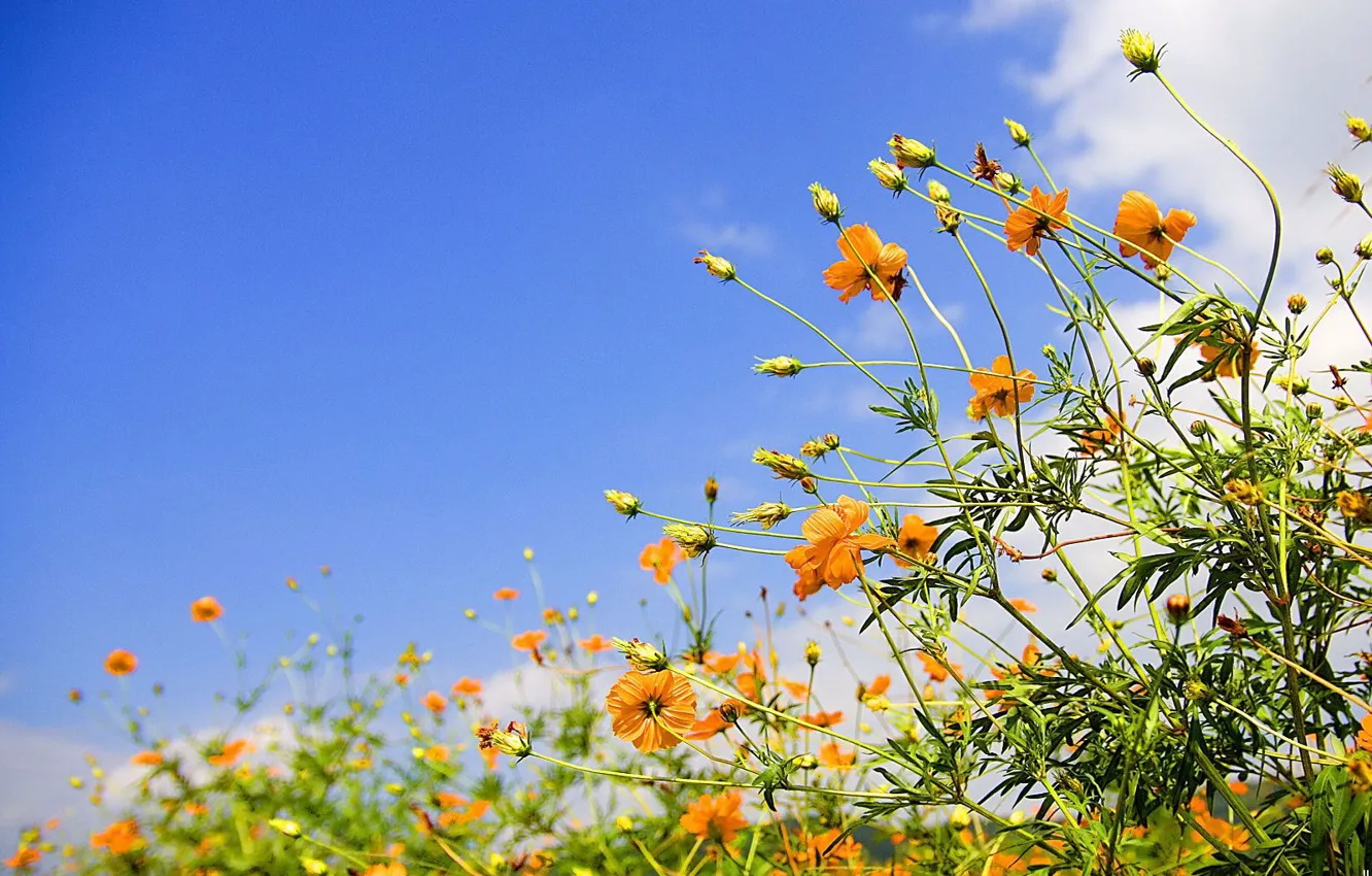 Photo wallpaper the sky, flowers, yellow