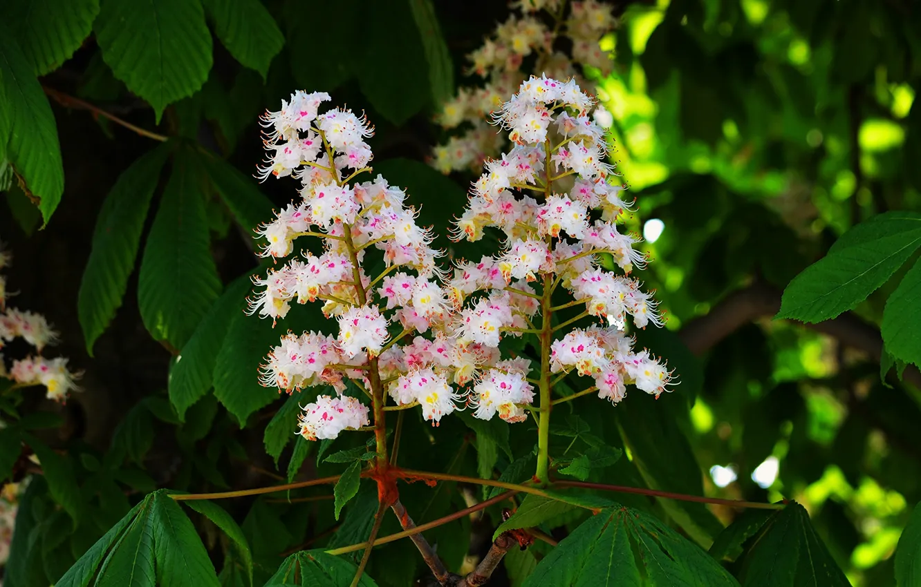 Photo wallpaper macro, trees, spring, flowering, chestnuts