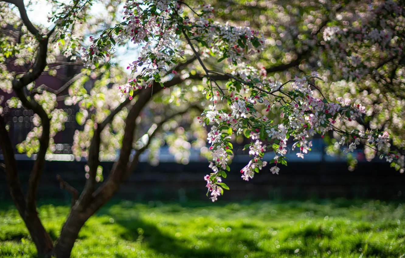 Photo wallpaper grass, light, trees, flowers, branches, Park, glade, spring