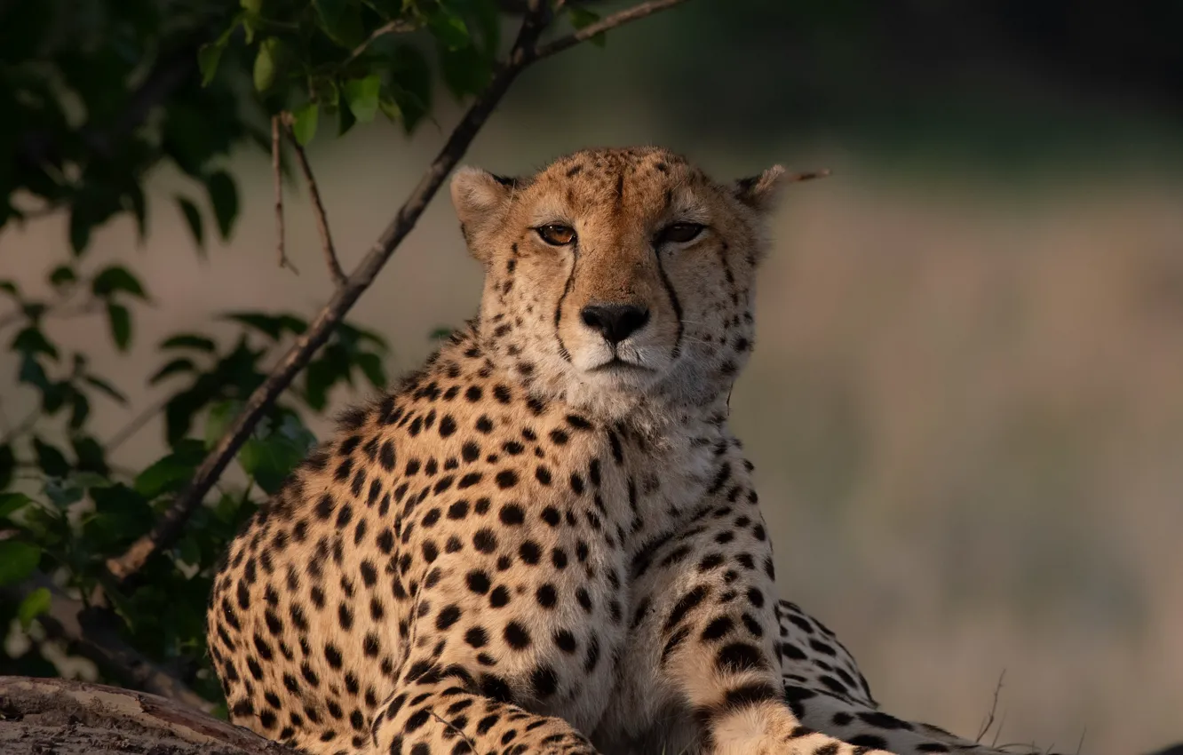 Photo wallpaper look, Cheetah, wild cat