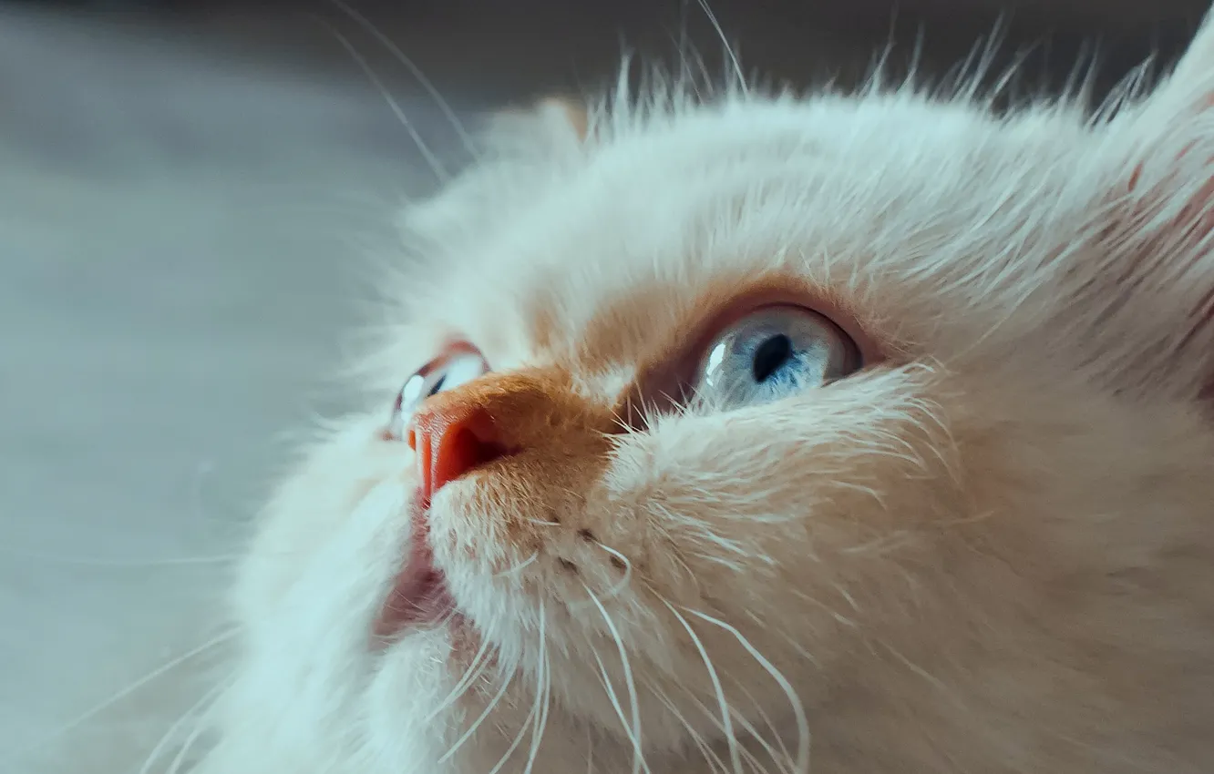 Photo wallpaper cat, look, muzzle, blue eyes, Himalayan cat