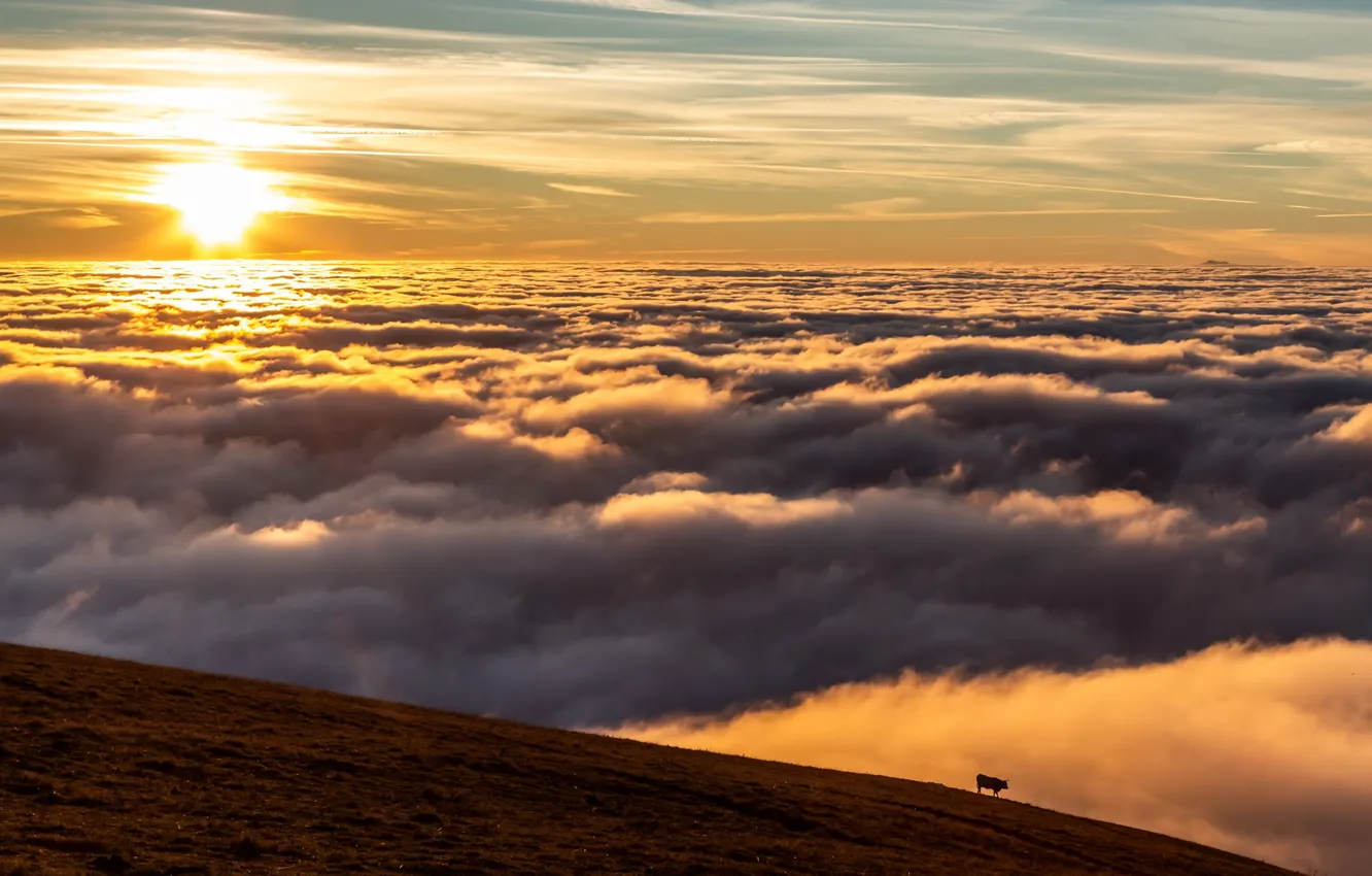 Photo wallpaper the sky, mountains, cows, obloka