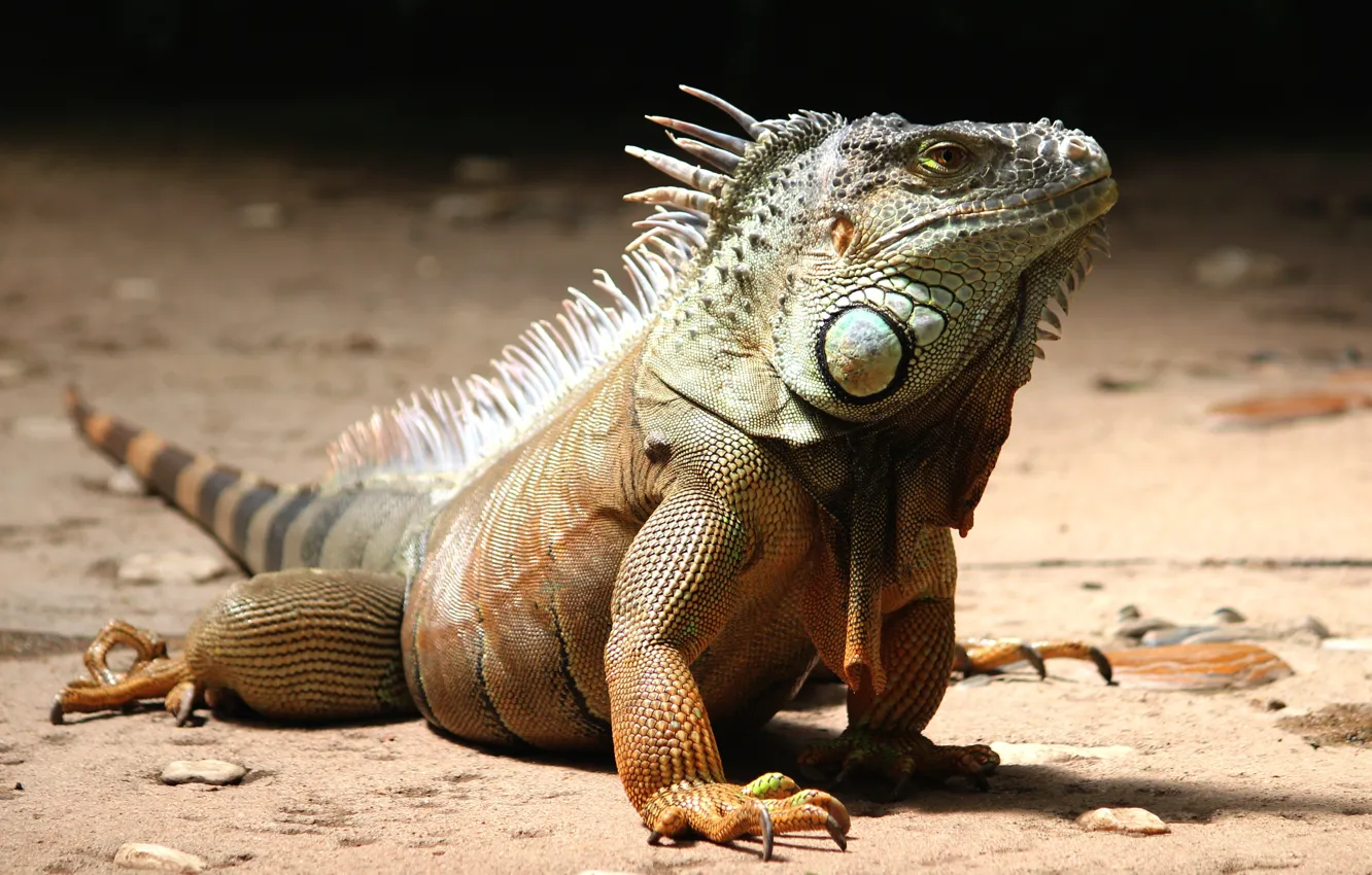 Photo wallpaper animal, lizard, iguana