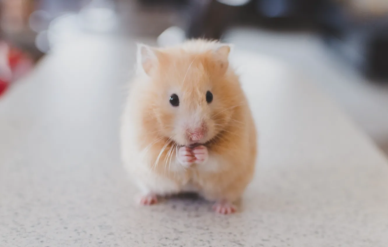 Photo wallpaper hamster, blurred background, rodent