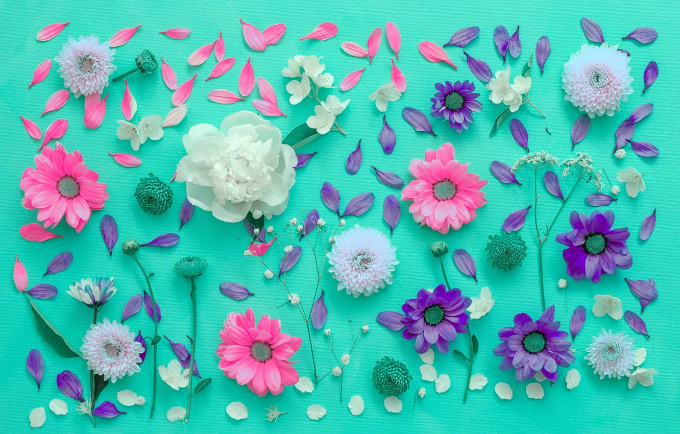 Photo wallpaper flowers, background, petals, chrysanthemum