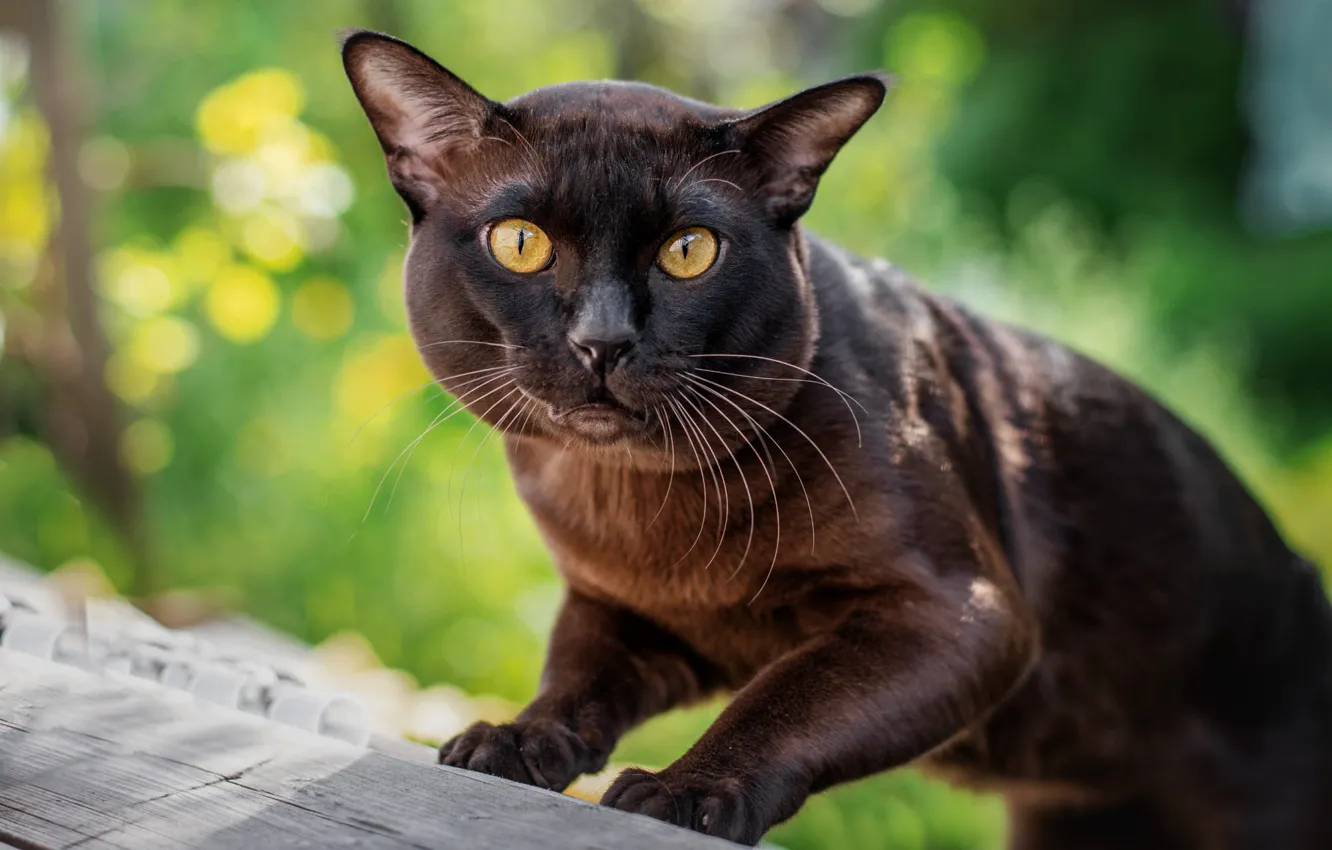 Photo wallpaper cat, cat, look, pose, background, Board, portrait, paws