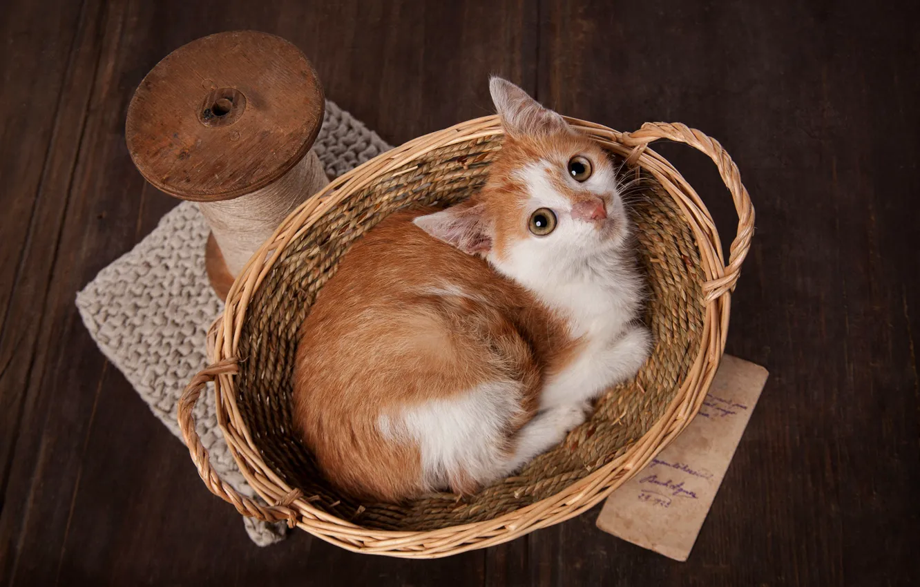 Photo wallpaper look, pose, style, retro, the dark background, kitty, table, basket