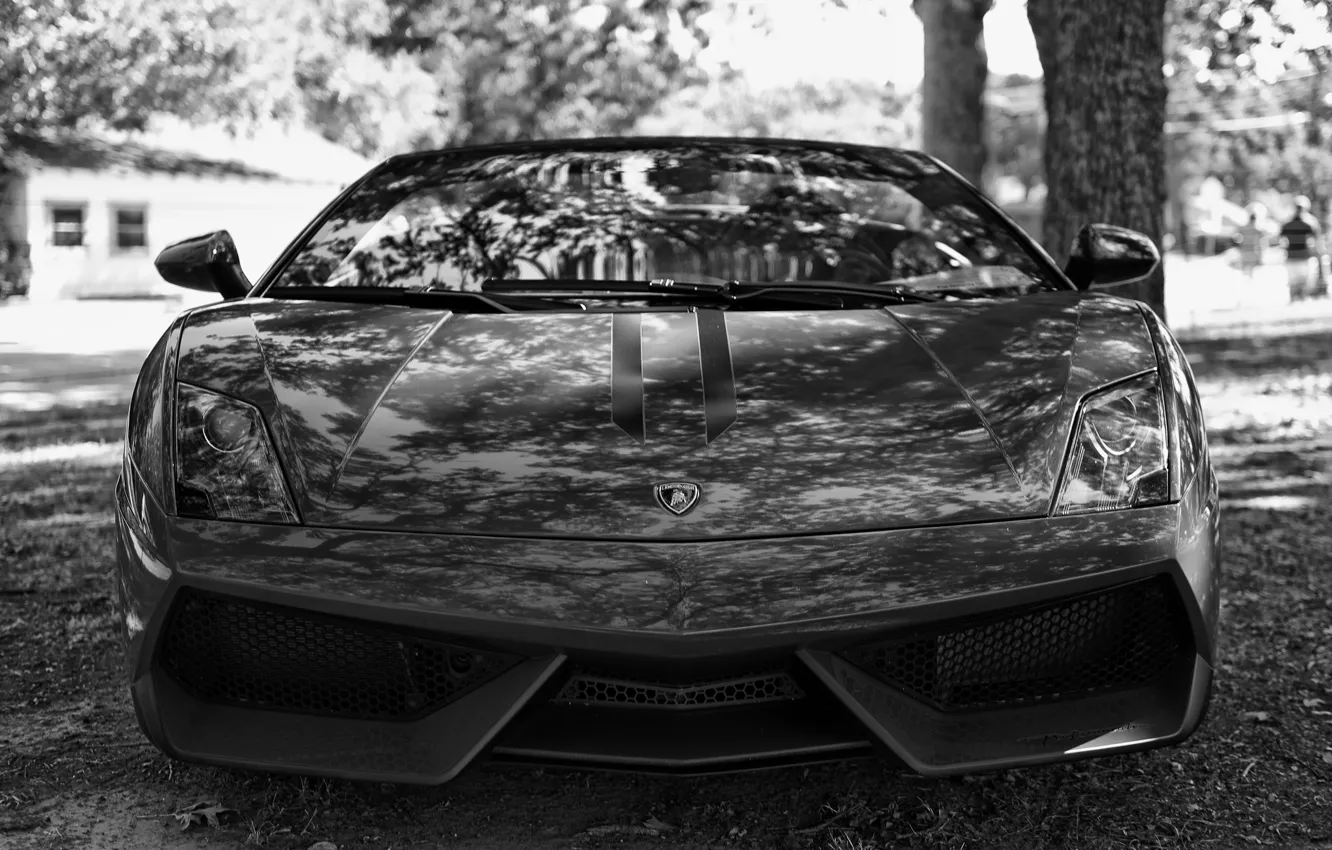 Photo wallpaper lights, b/W, supercar, Lamborghini Gallardo, pug